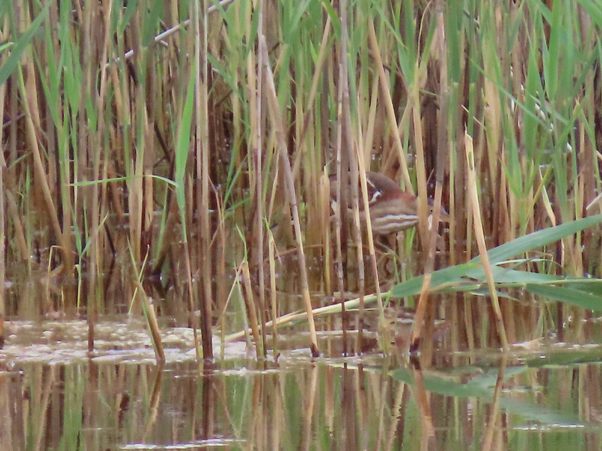 Least Bittern - ML620709777