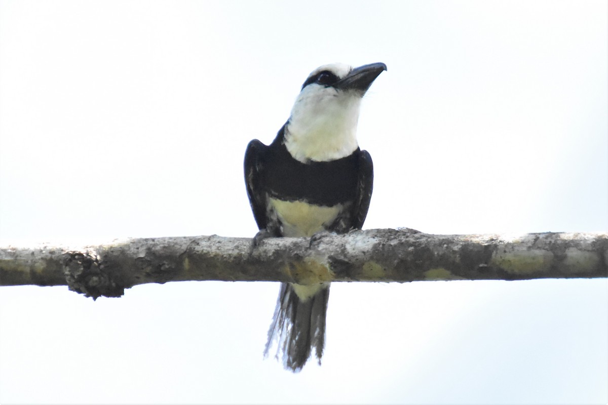 White-necked Puffbird - ML620709778