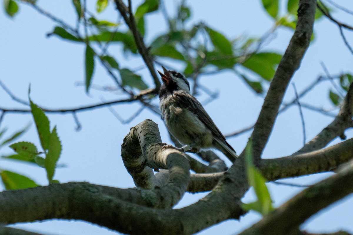 Carolina Chickadee - ML620709781