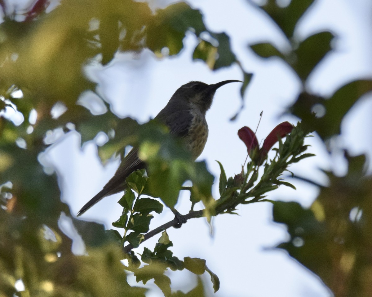 Scarlet-chested Sunbird - ML620709785