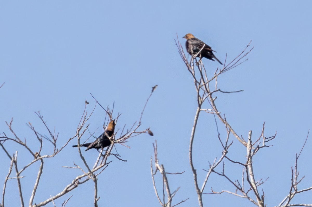 Brown-headed Cowbird - ML620709786