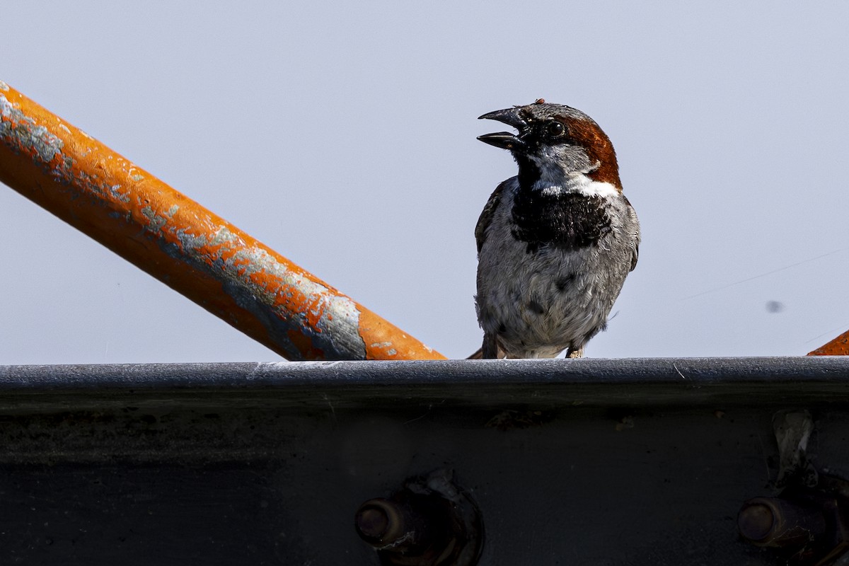 House Sparrow - ML620709787