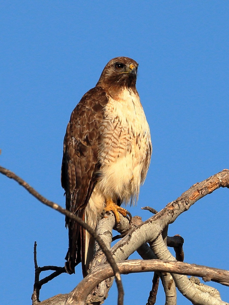 Red-tailed Hawk - ML620709789