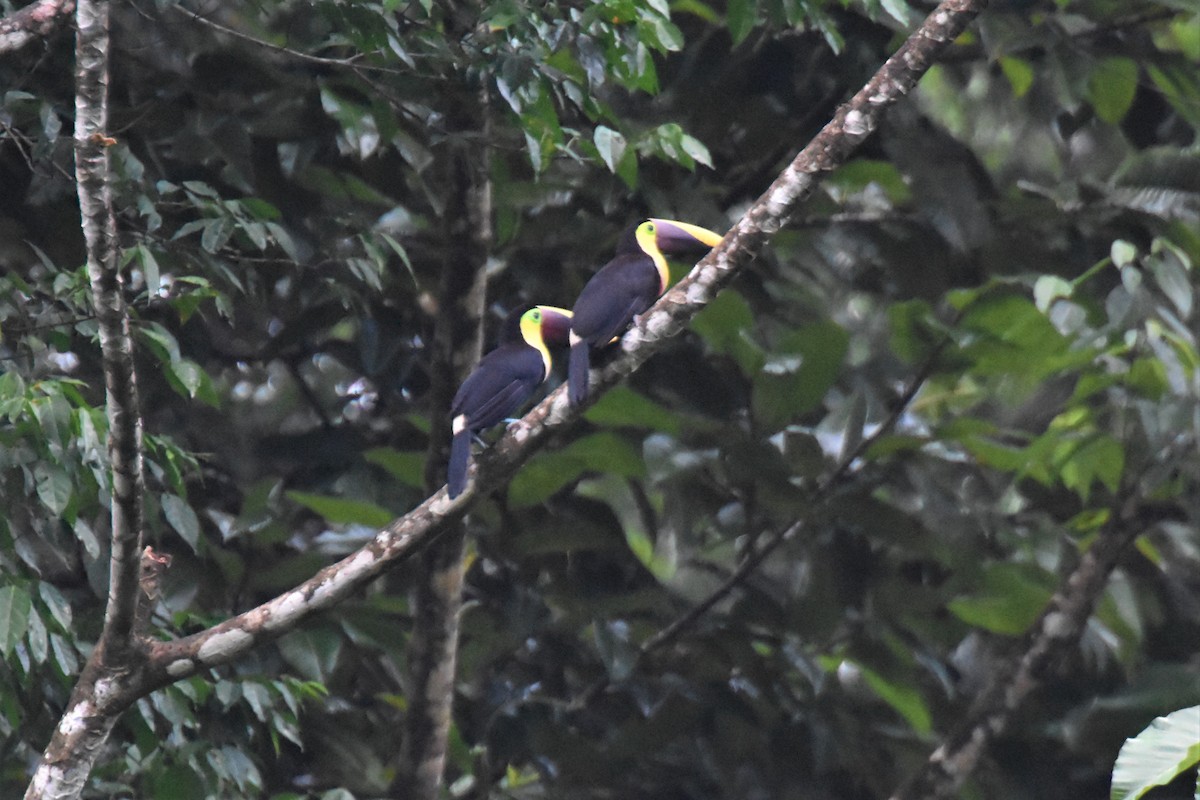 Yellow-throated Toucan - ML620709790