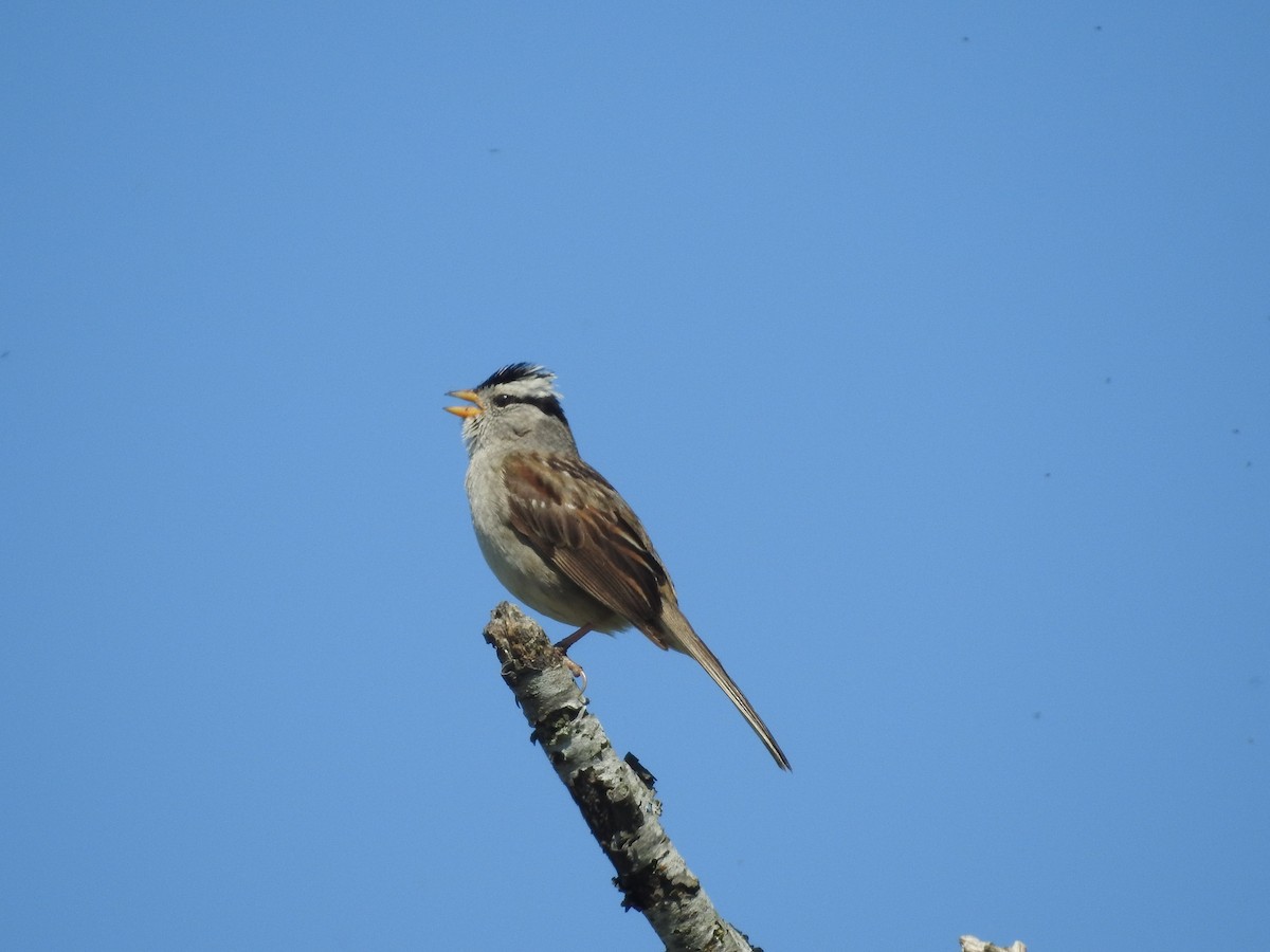 White-crowned Sparrow - ML620709799