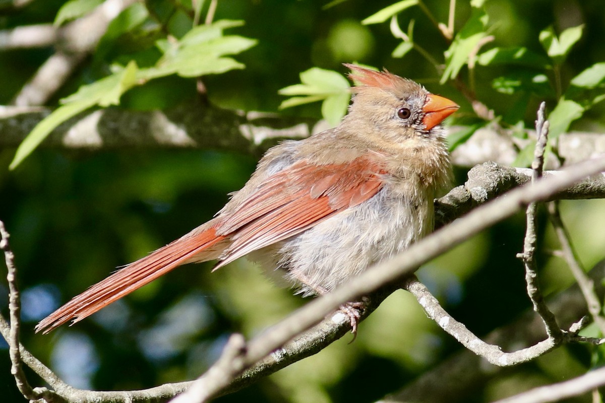 Cardinal rouge - ML620709801