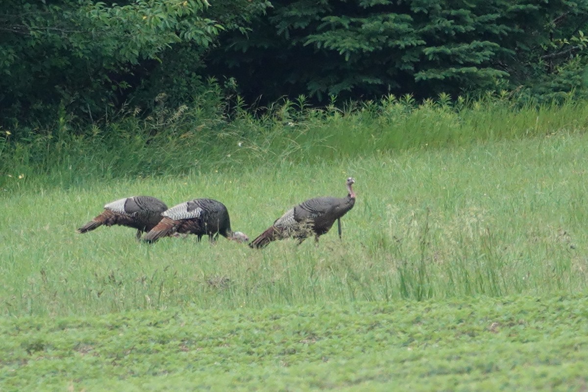 Wild Turkey - ML620709803