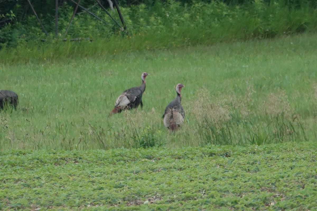 Wild Turkey - ML620709804