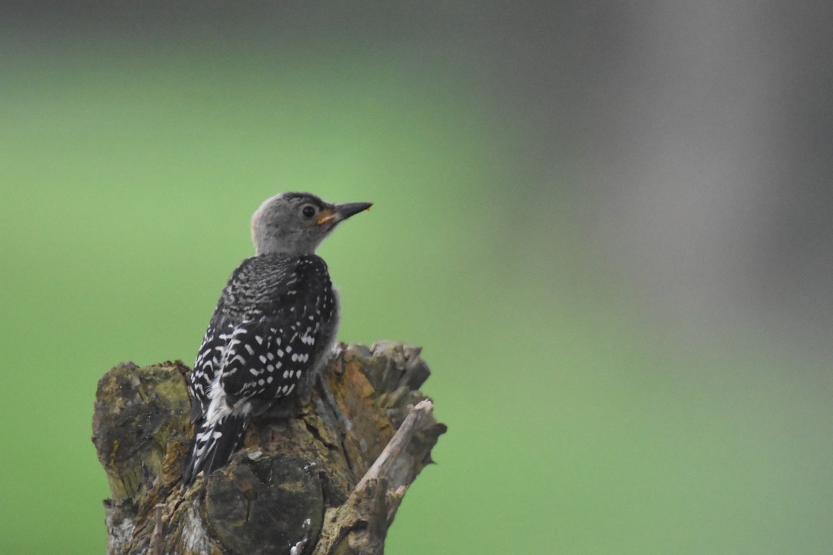 Red-crowned Woodpecker - ML620709806