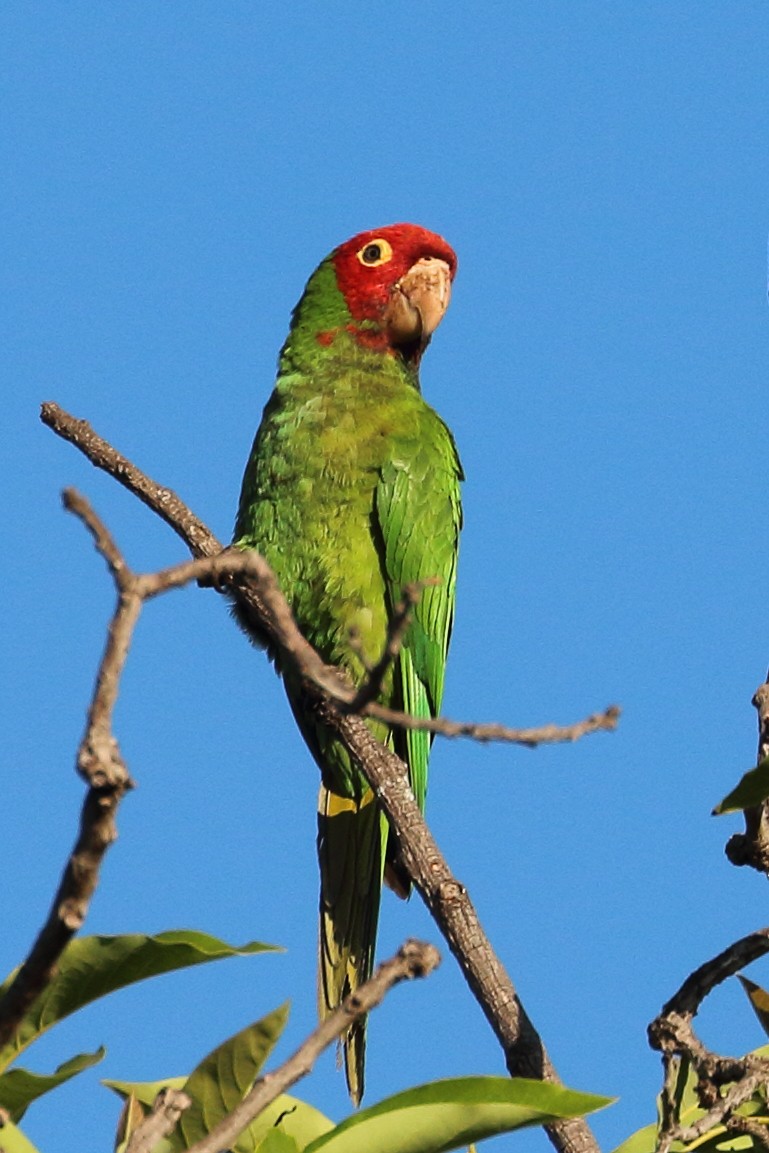 Conure à tête rouge - ML620709813