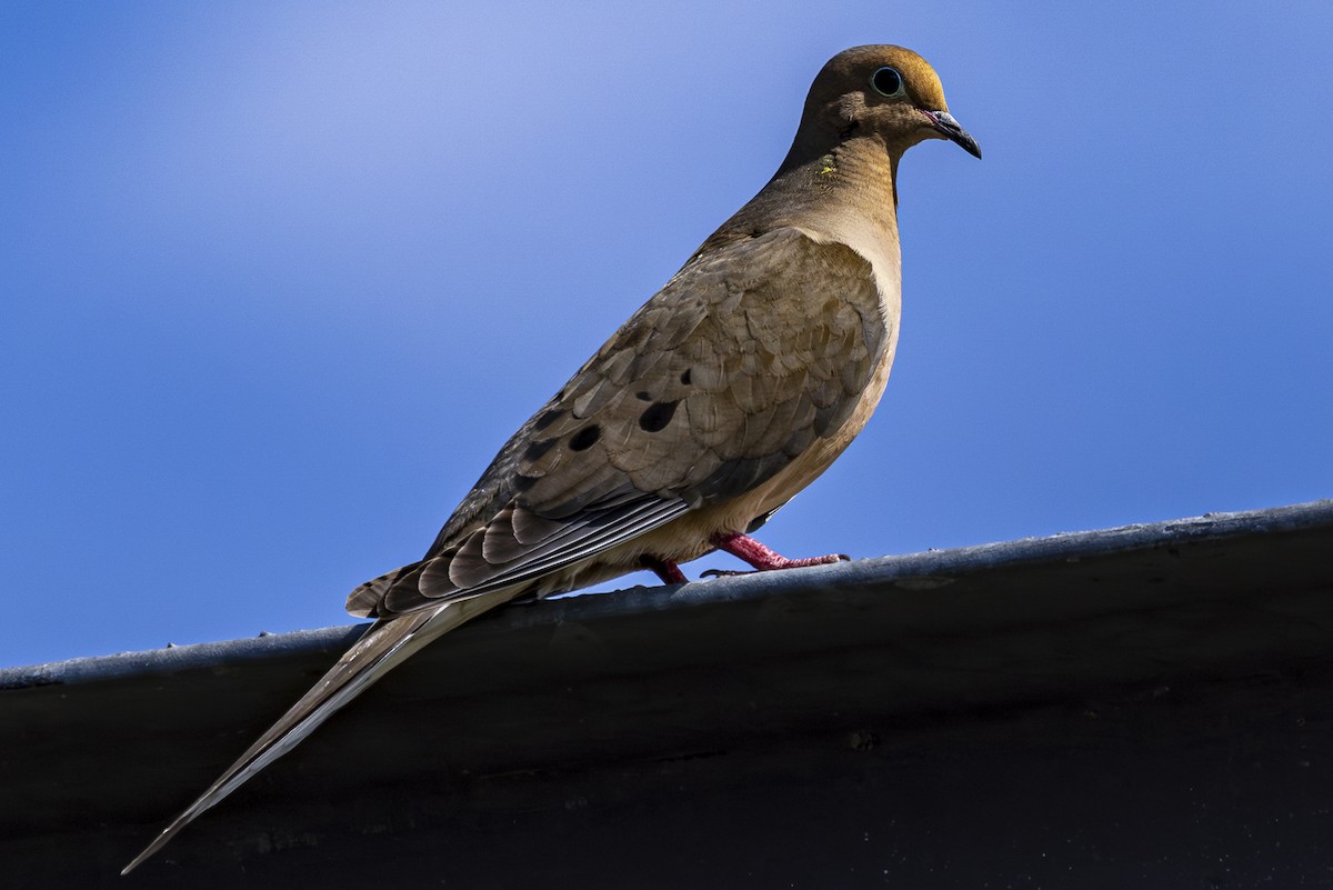 Mourning Dove - ML620709814