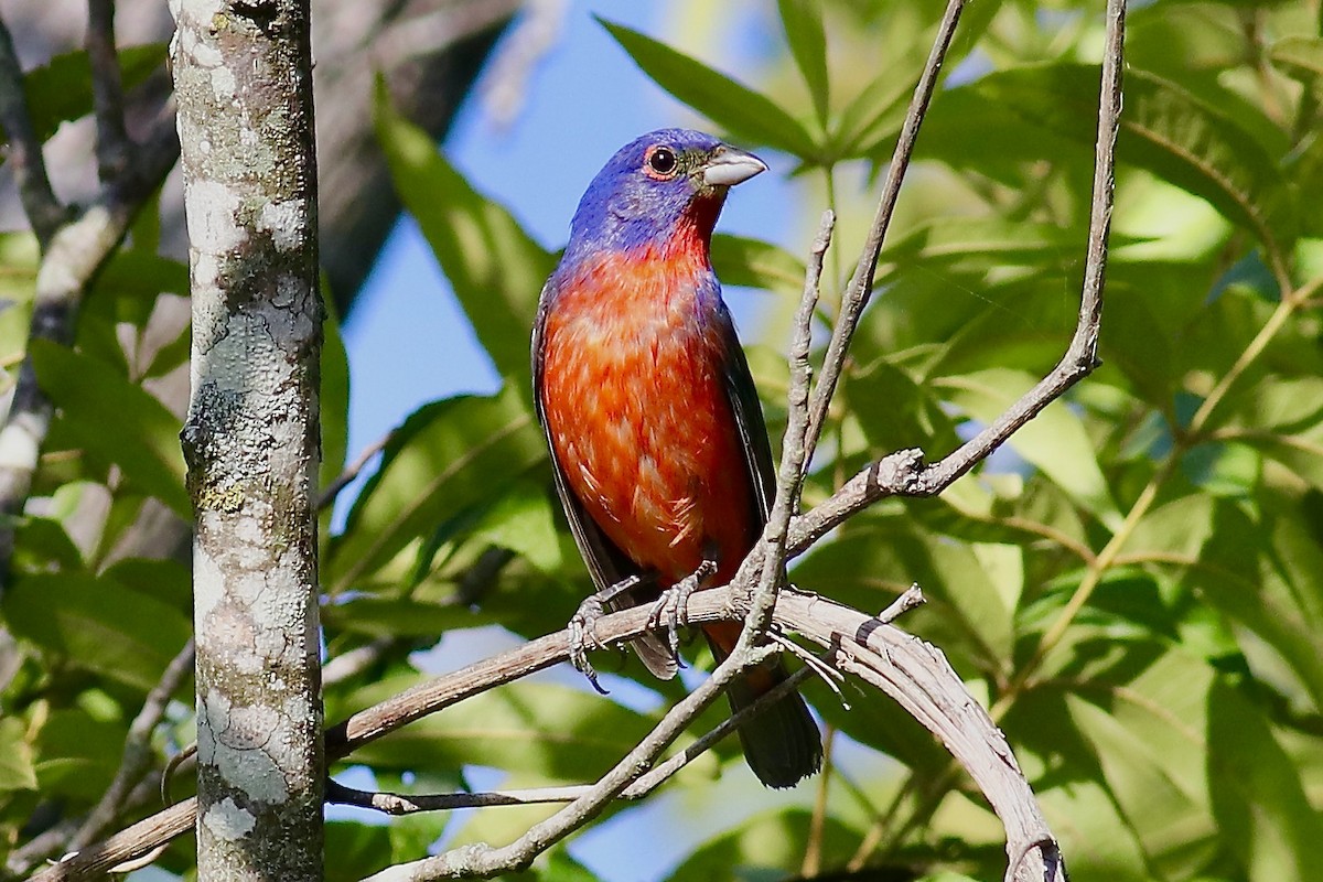 Painted Bunting - ML620709816