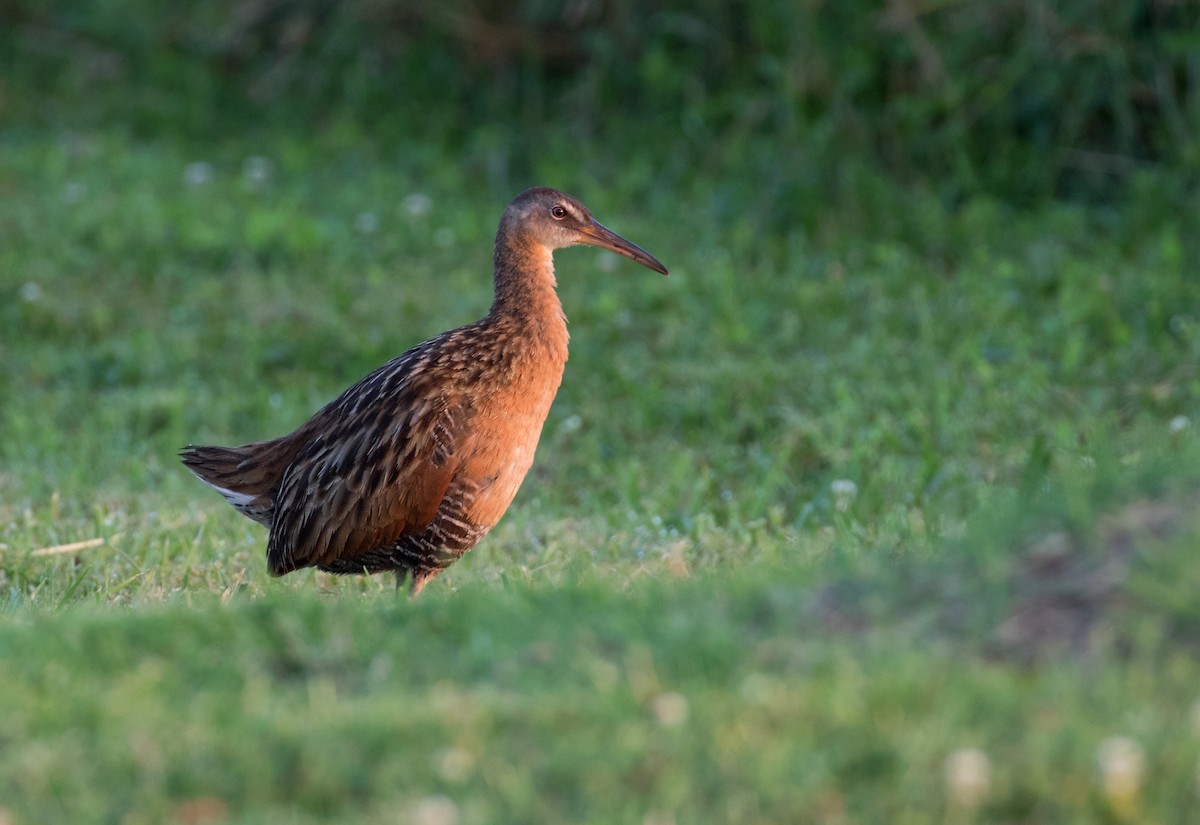 King Rail - ML620709819