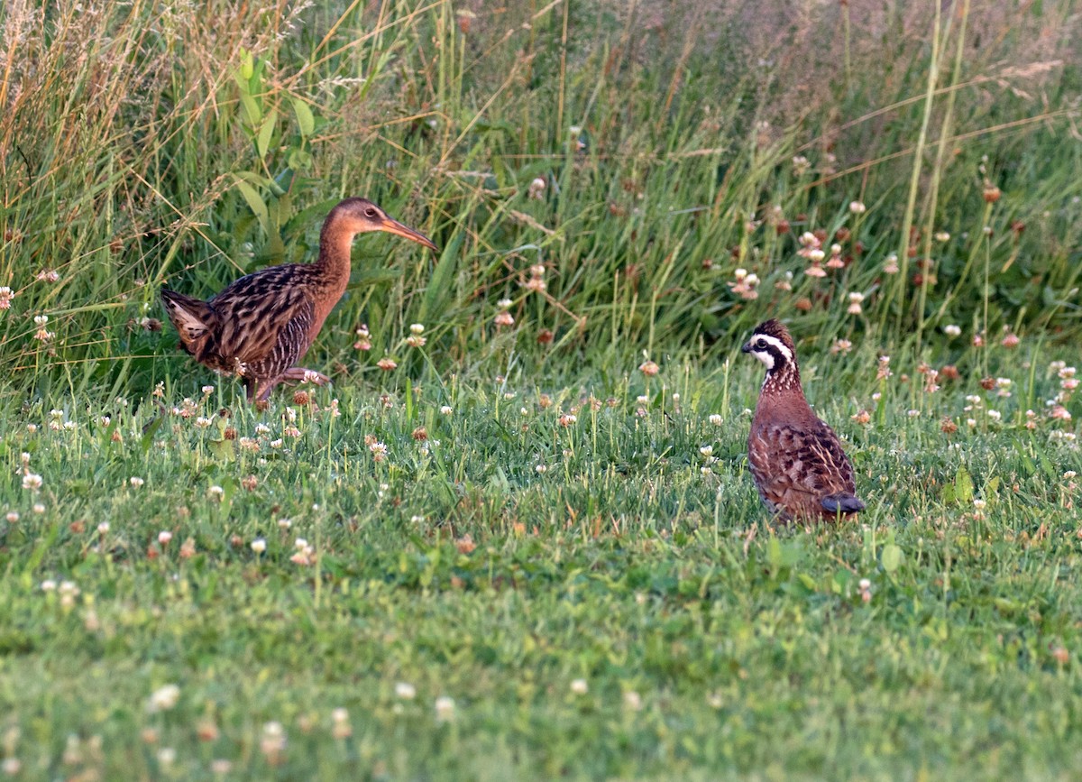 King Rail - ML620709820