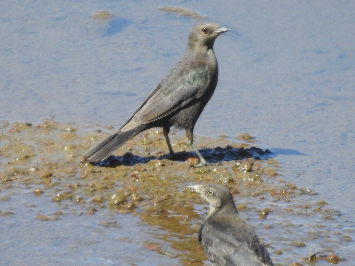 Brewer's Blackbird - ML620709824