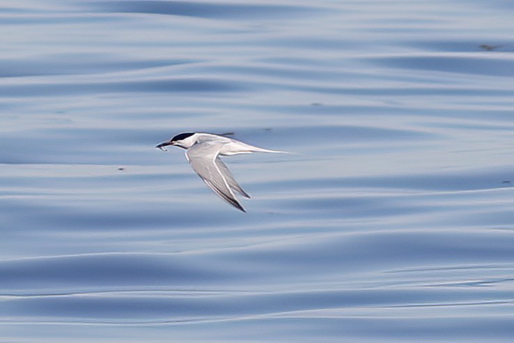 Roseate Tern - ML620709828