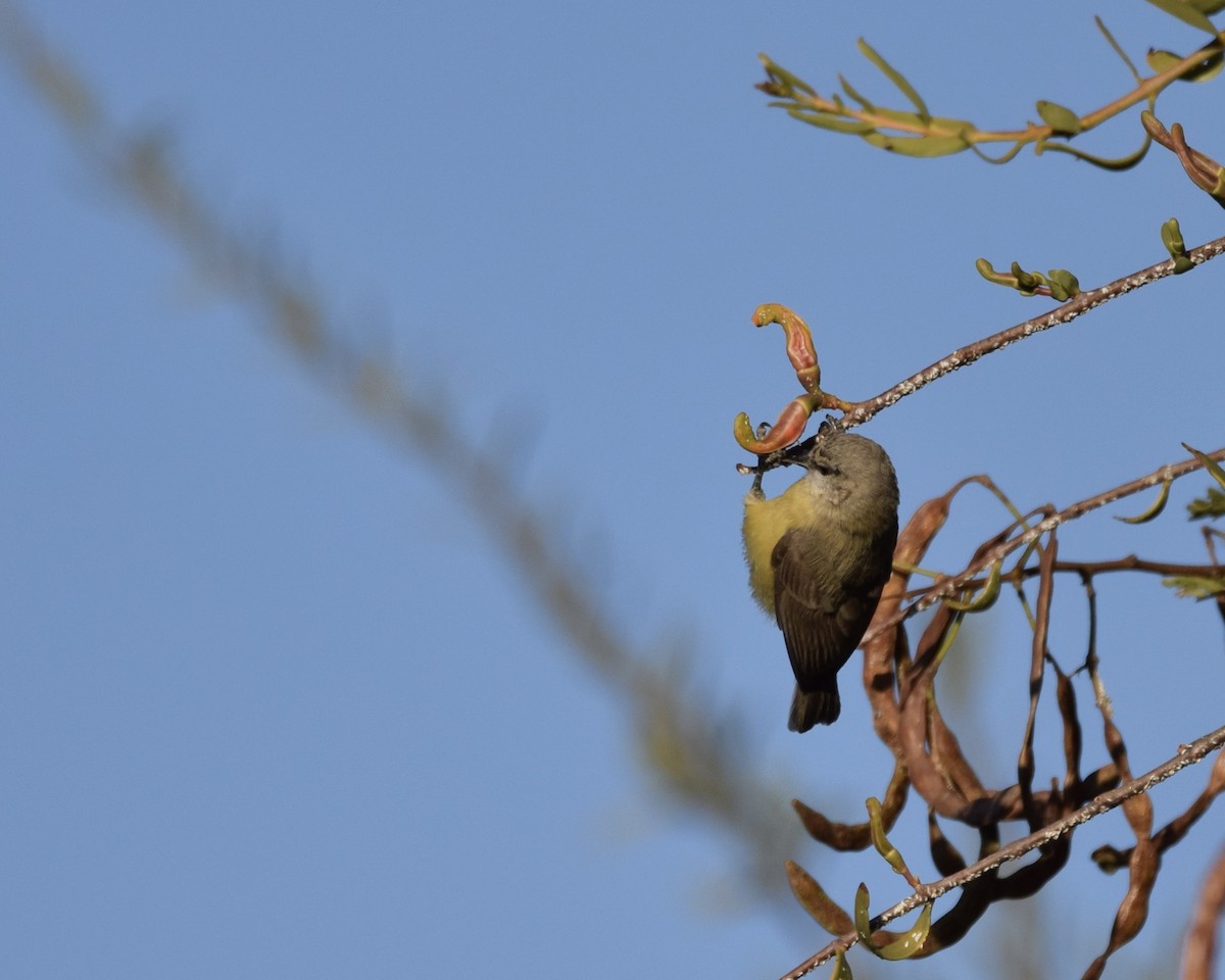 Southern Penduline-Tit - ML620709830