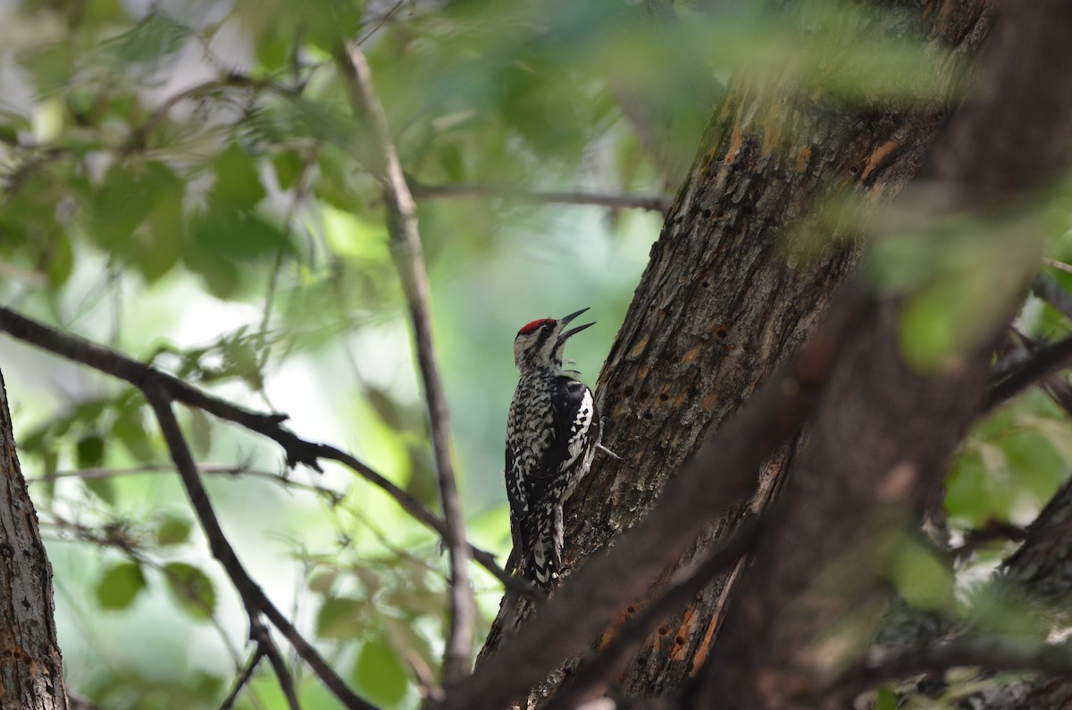 Yellow-bellied Sapsucker - ML620709832