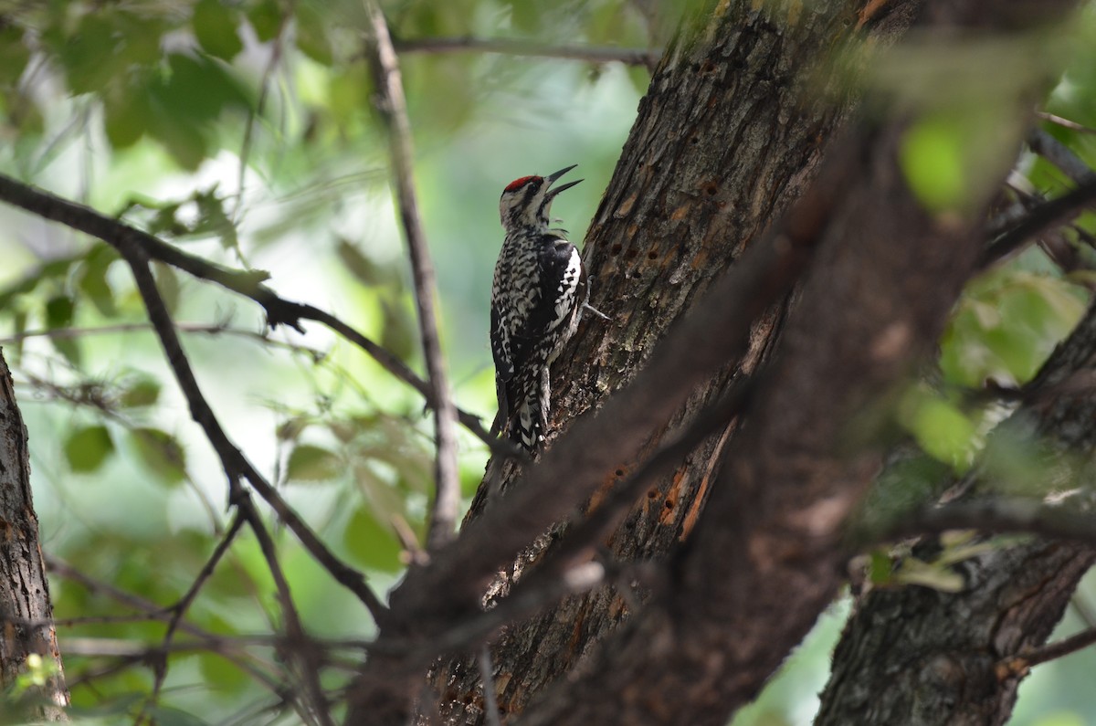 Yellow-bellied Sapsucker - ML620709833