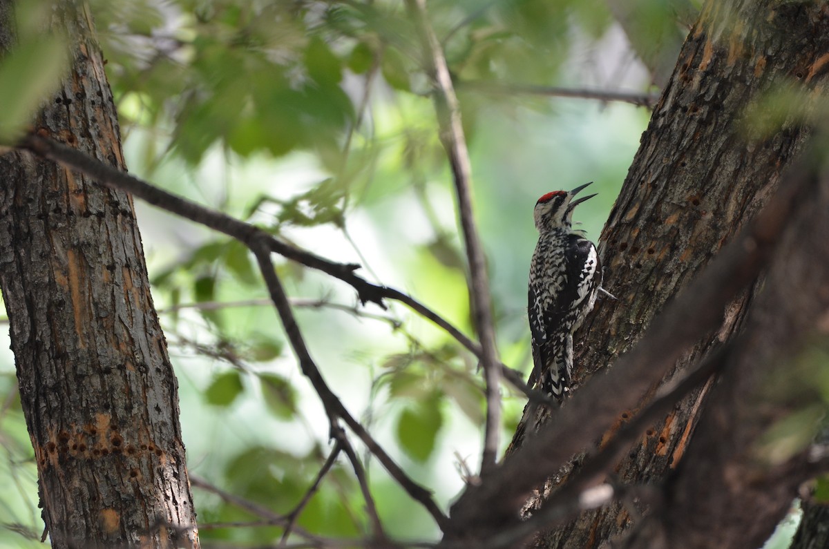 Yellow-bellied Sapsucker - ML620709834