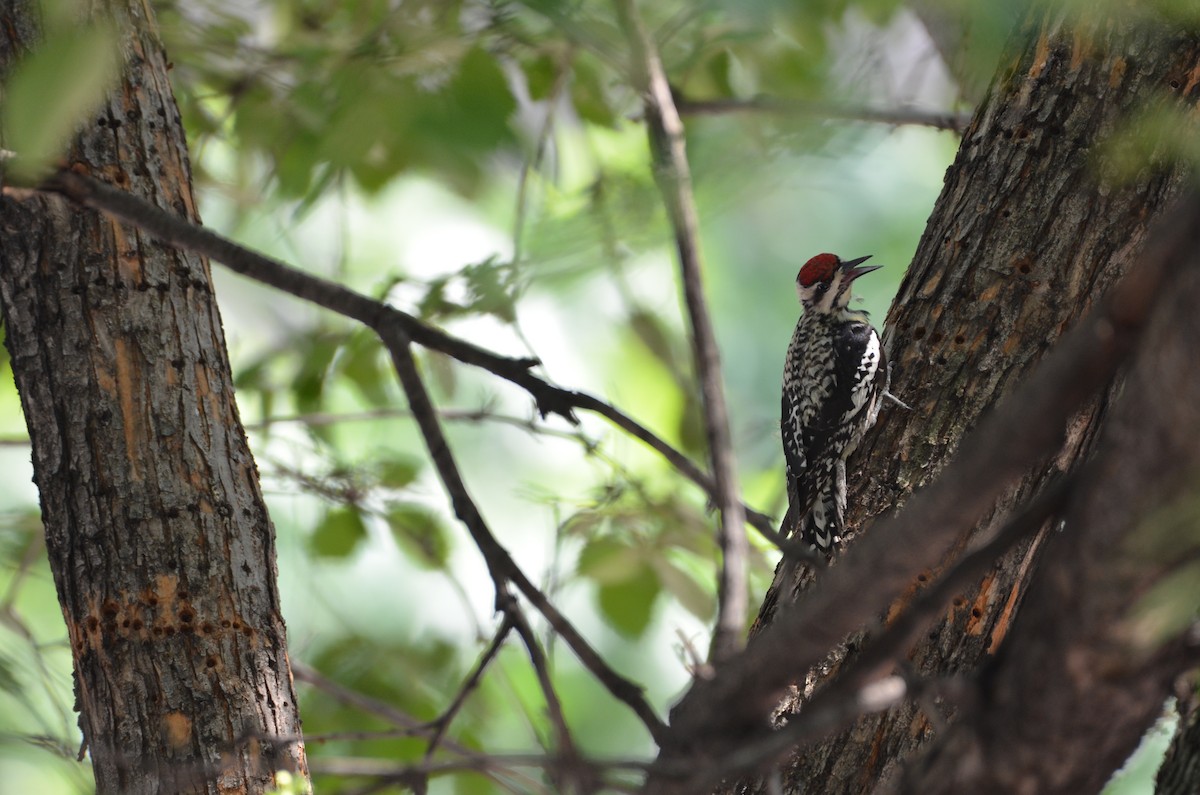 Yellow-bellied Sapsucker - ML620709835