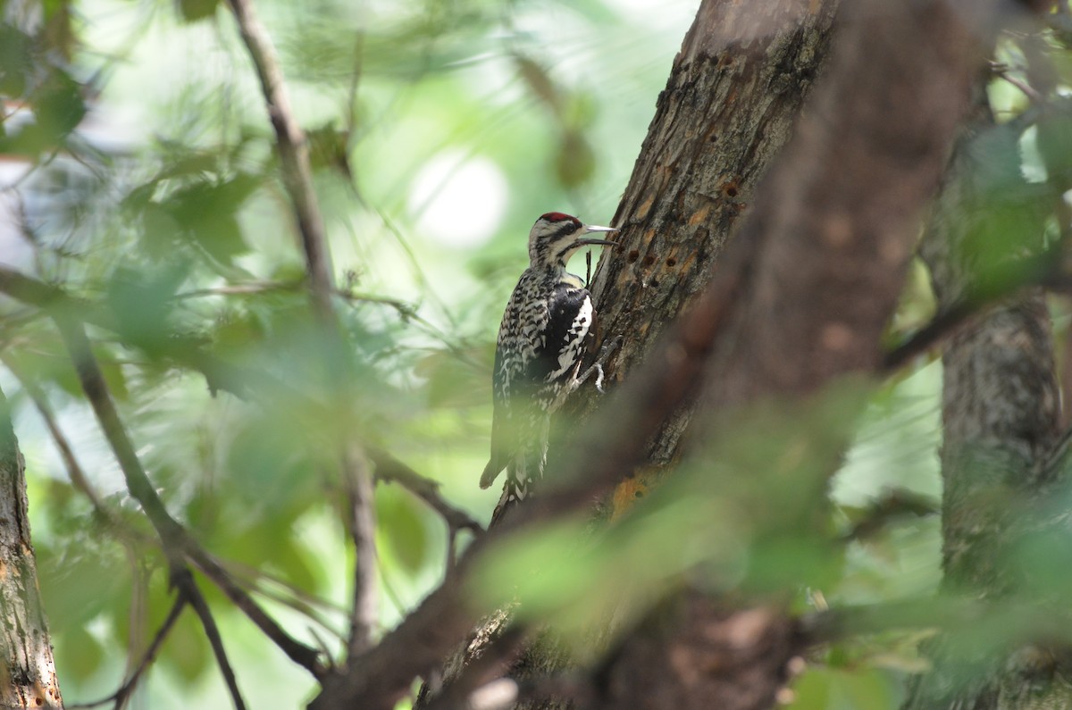 Yellow-bellied Sapsucker - ML620709837