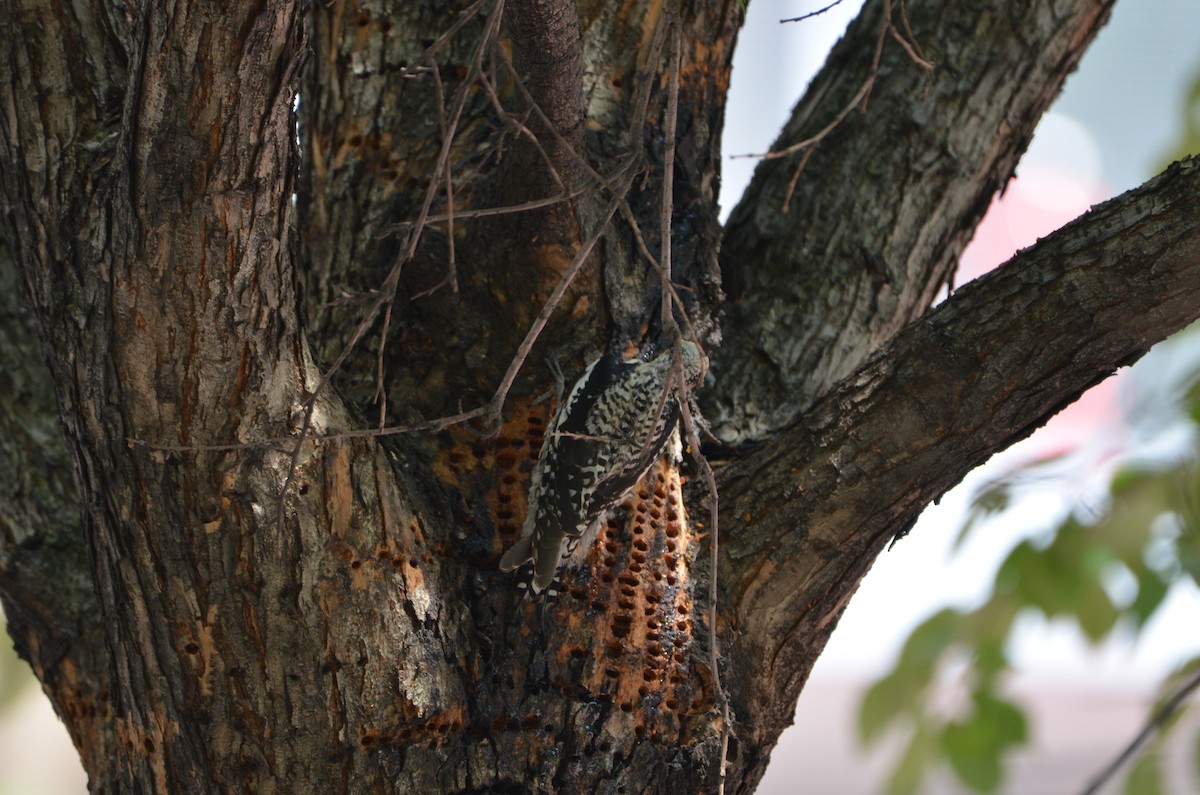 Yellow-bellied Sapsucker - ML620709839