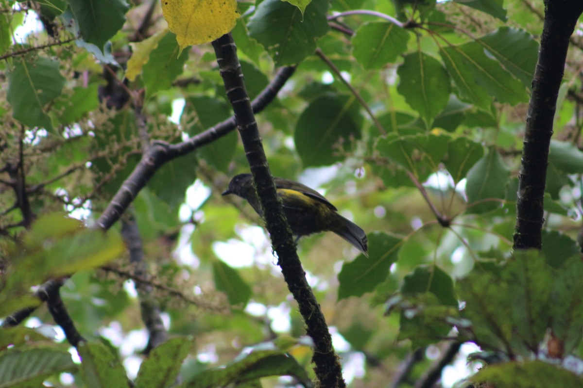 Black-and-yellow Silky-flycatcher - ML620709843