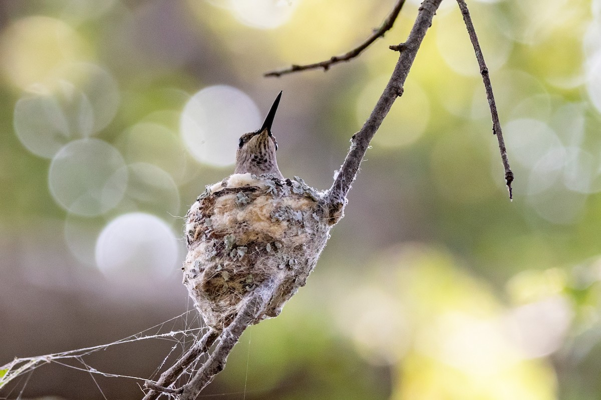 Black-chinned Hummingbird - Sandy & Bob Sipe