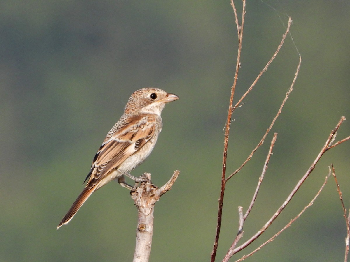 Woodchat Shrike - ML620709848