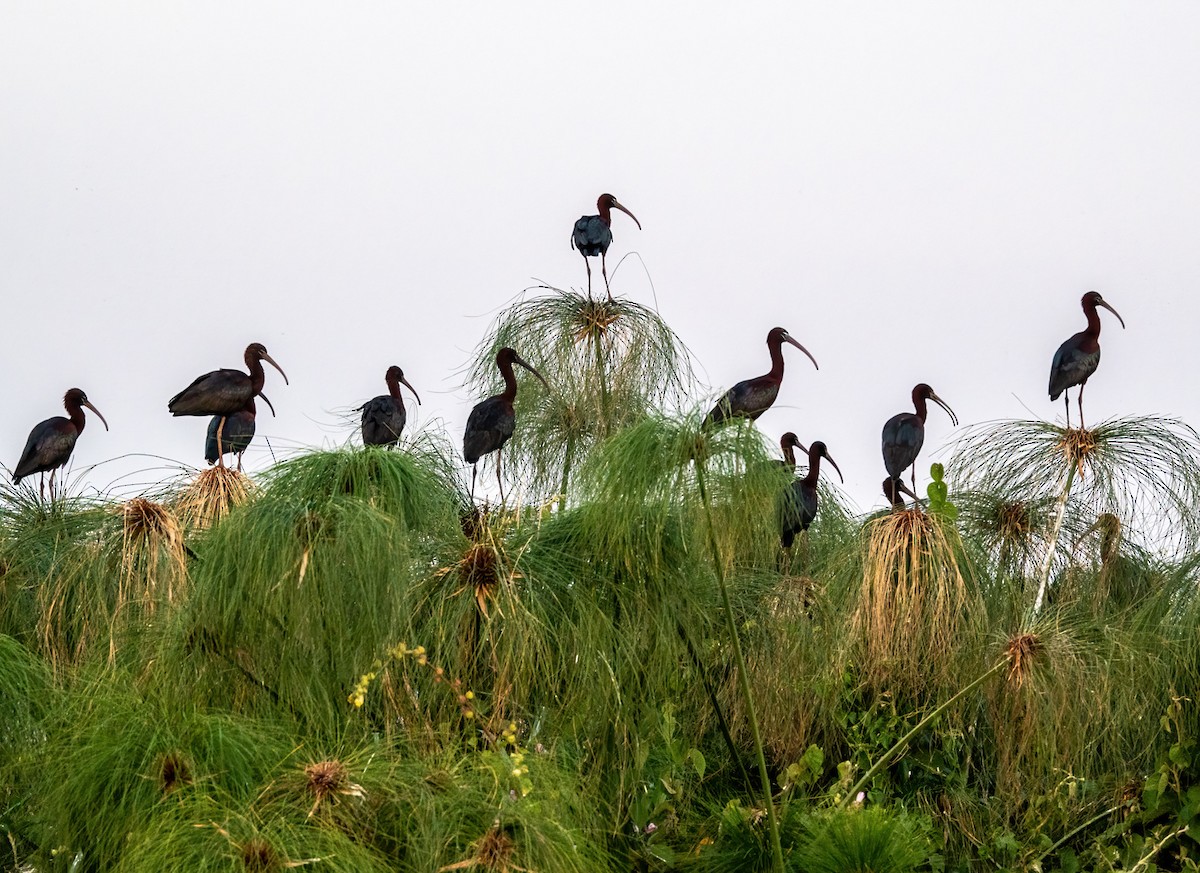 Glossy Ibis - ML620709851