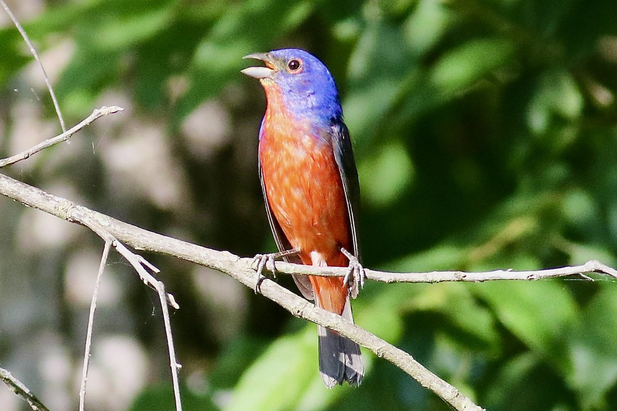 Painted Bunting - ML620709853