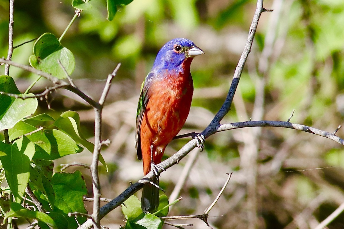 Painted Bunting - ML620709854