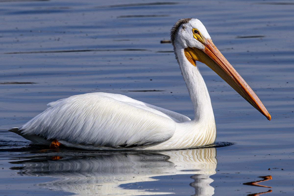 American White Pelican - ML620709856