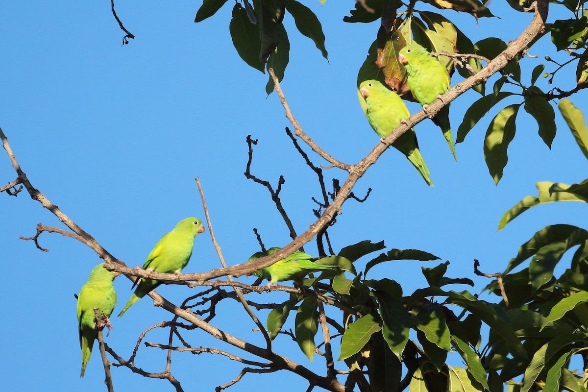 Yellow-chevroned Parakeet - ML620709859