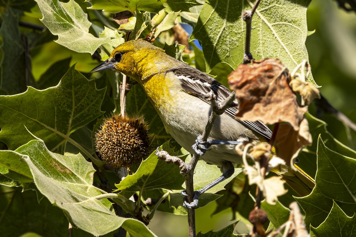 Bullock's Oriole - ML620709861