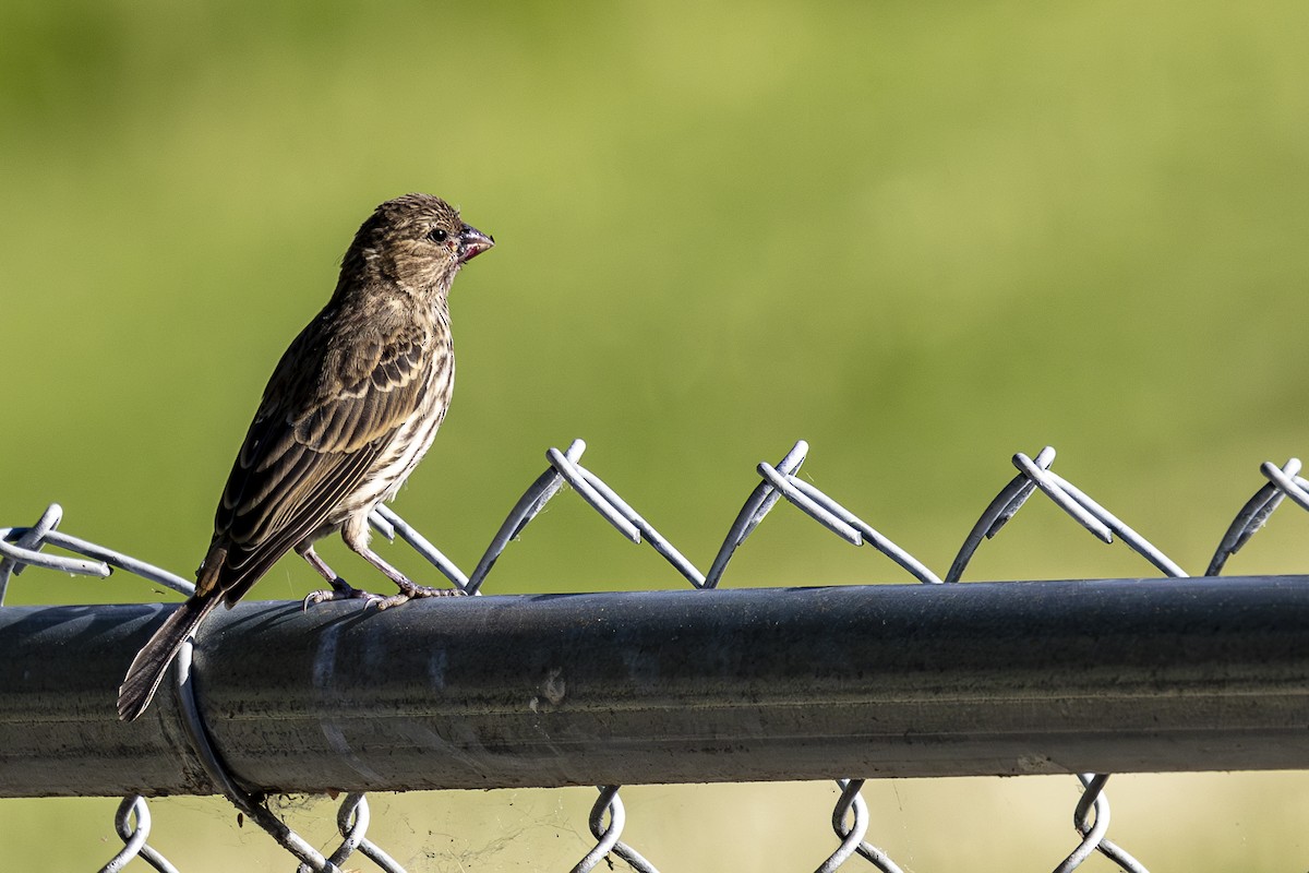 House Finch - ML620709873