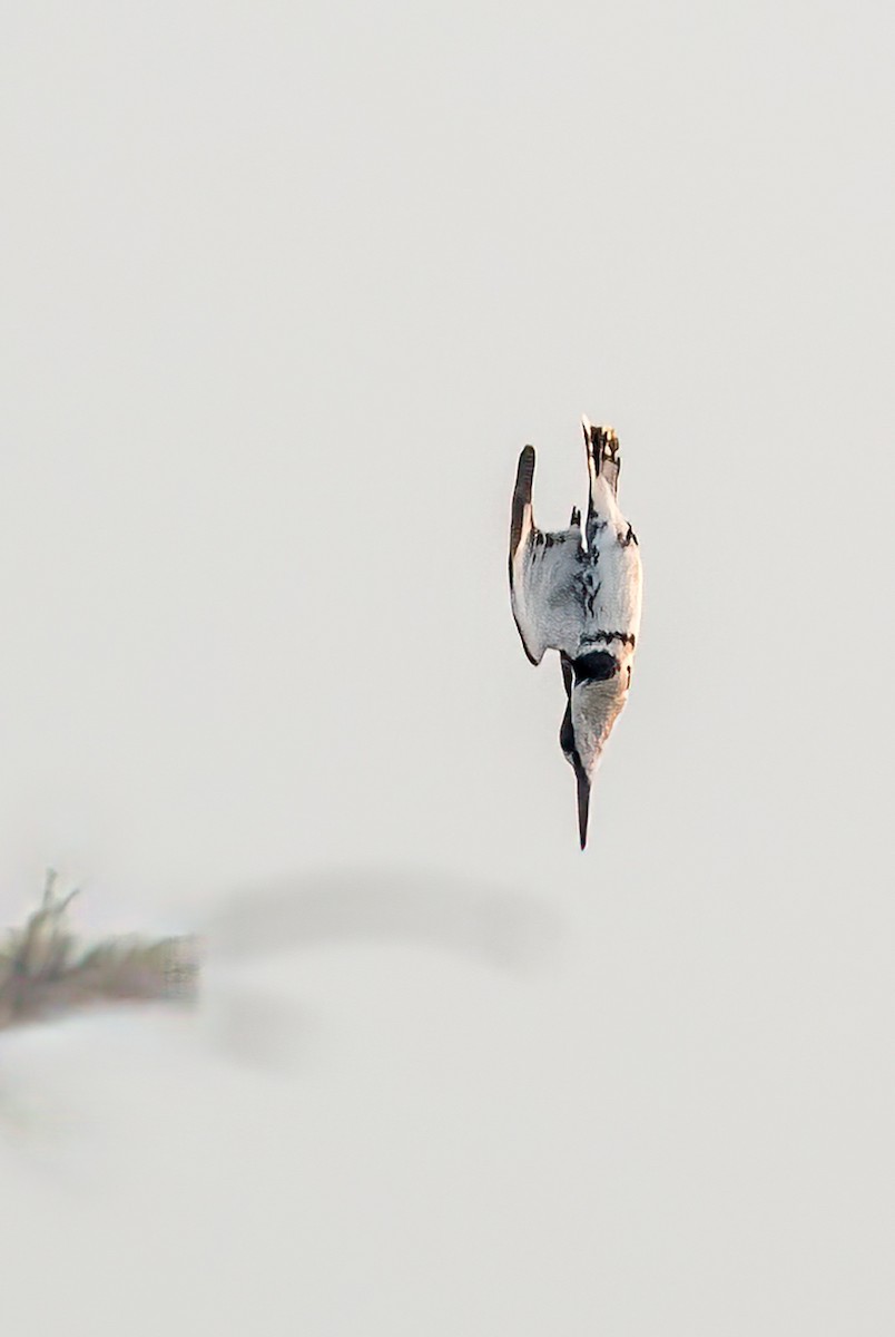 Pied Kingfisher - ML620709875