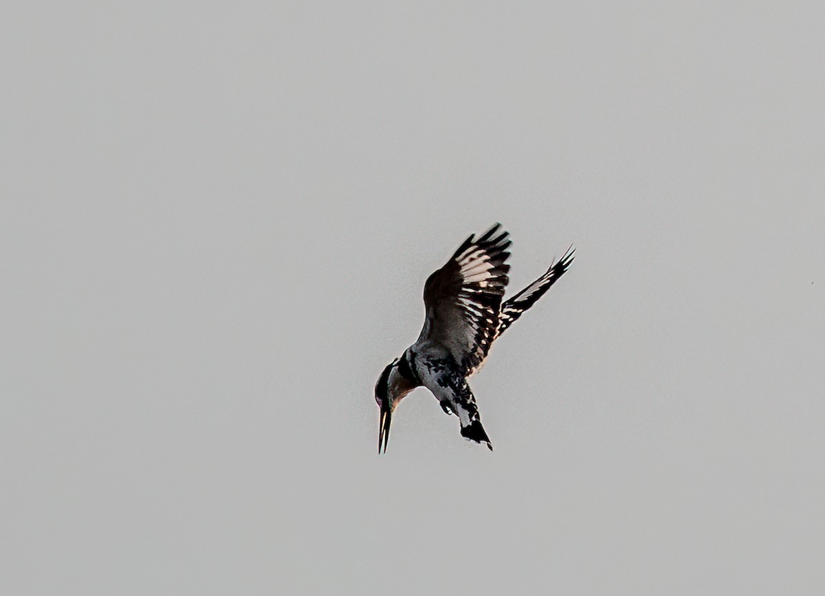 Pied Kingfisher - ML620709877