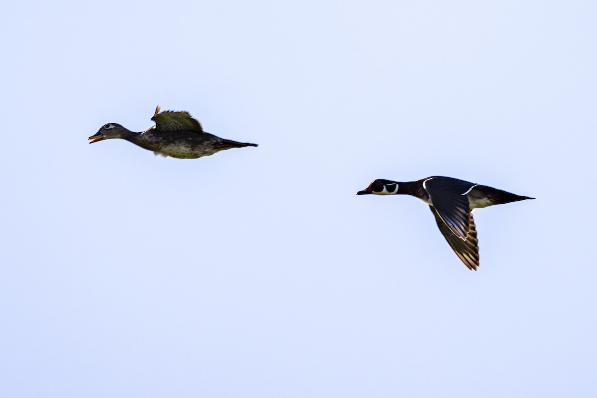 Wood Duck - ML620709879