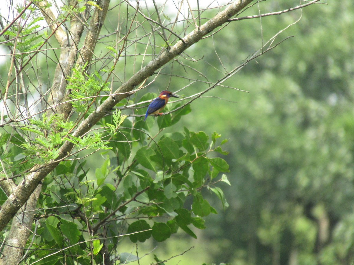 African Pygmy Kingfisher - ML620709881