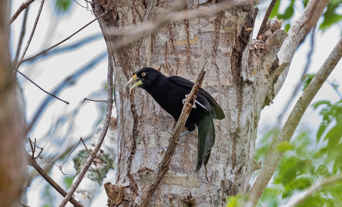 Yellow-billed Cacique - ML620709882