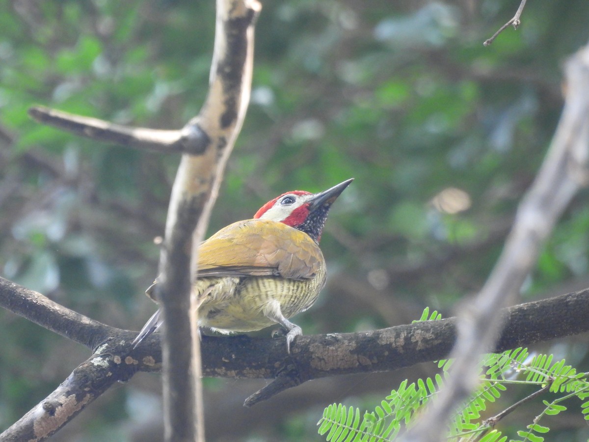 Golden-olive Woodpecker - Kevin Tapia