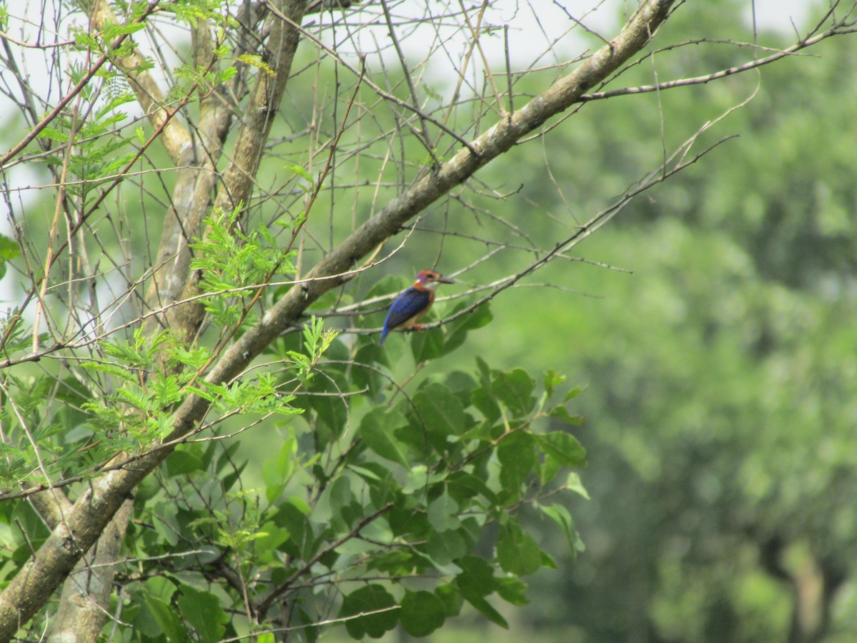 African Pygmy Kingfisher - ML620709888