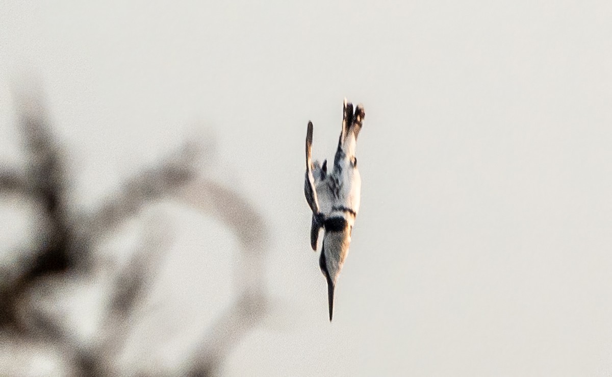 Pied Kingfisher - ML620709889