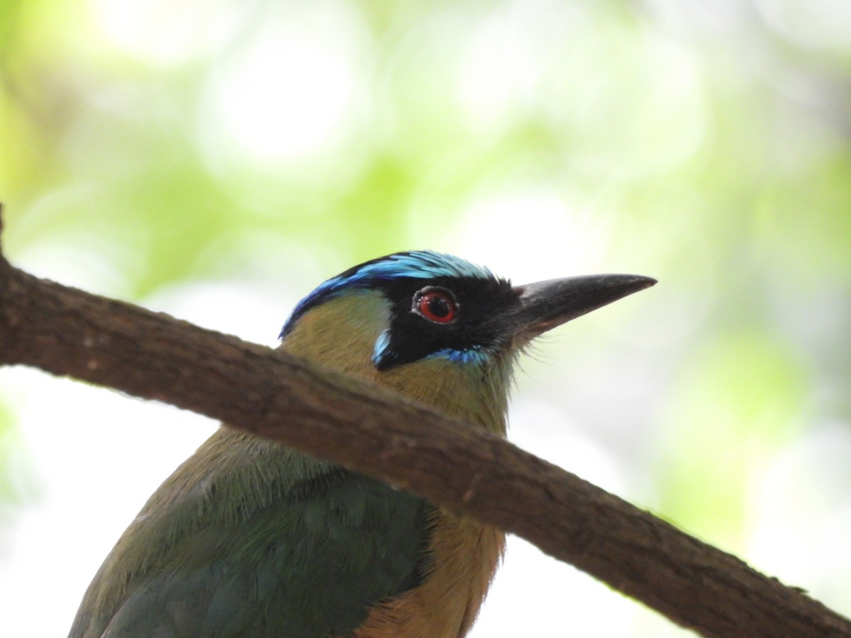 Rötelbauchmotmot - ML620709892