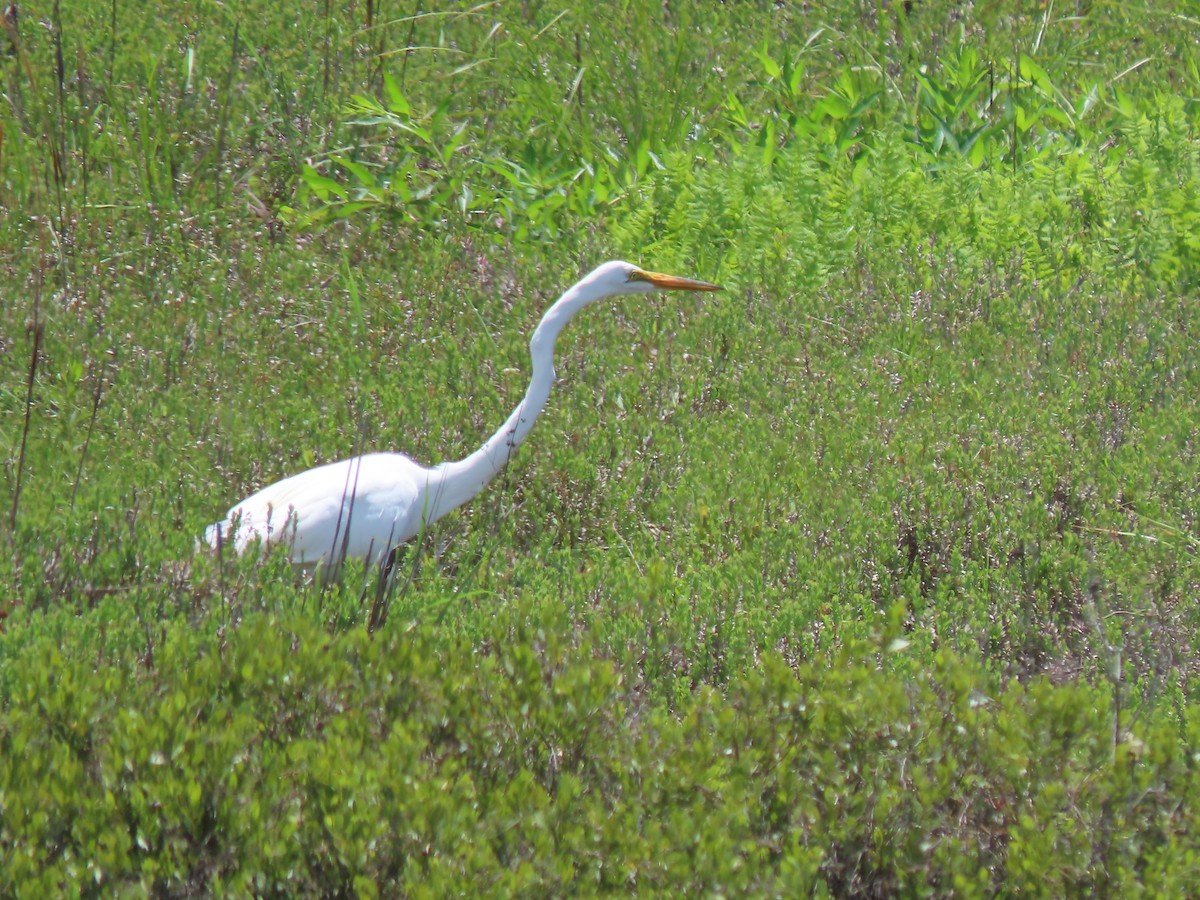 Great Egret - ML620709894