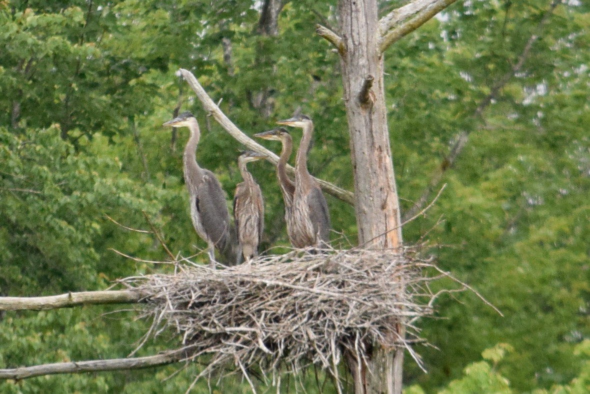 Great Blue Heron - ML620709897