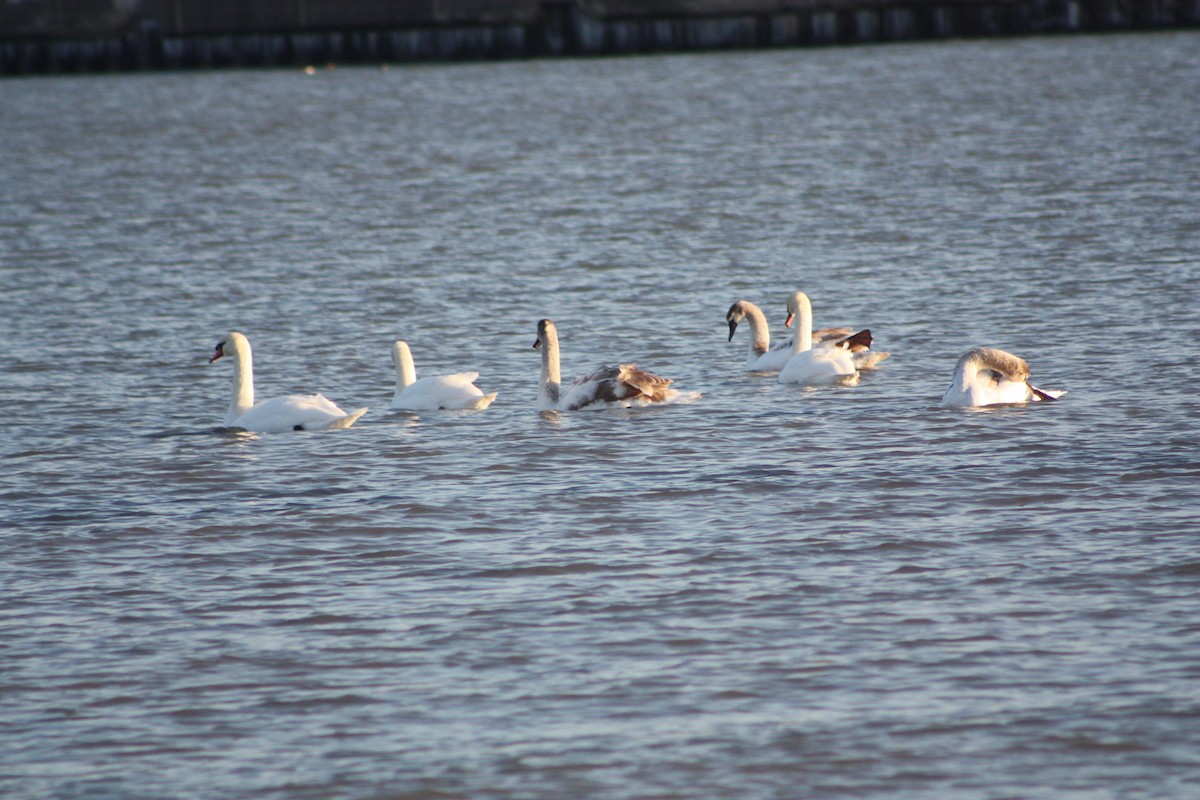 Mute Swan - ML620709898