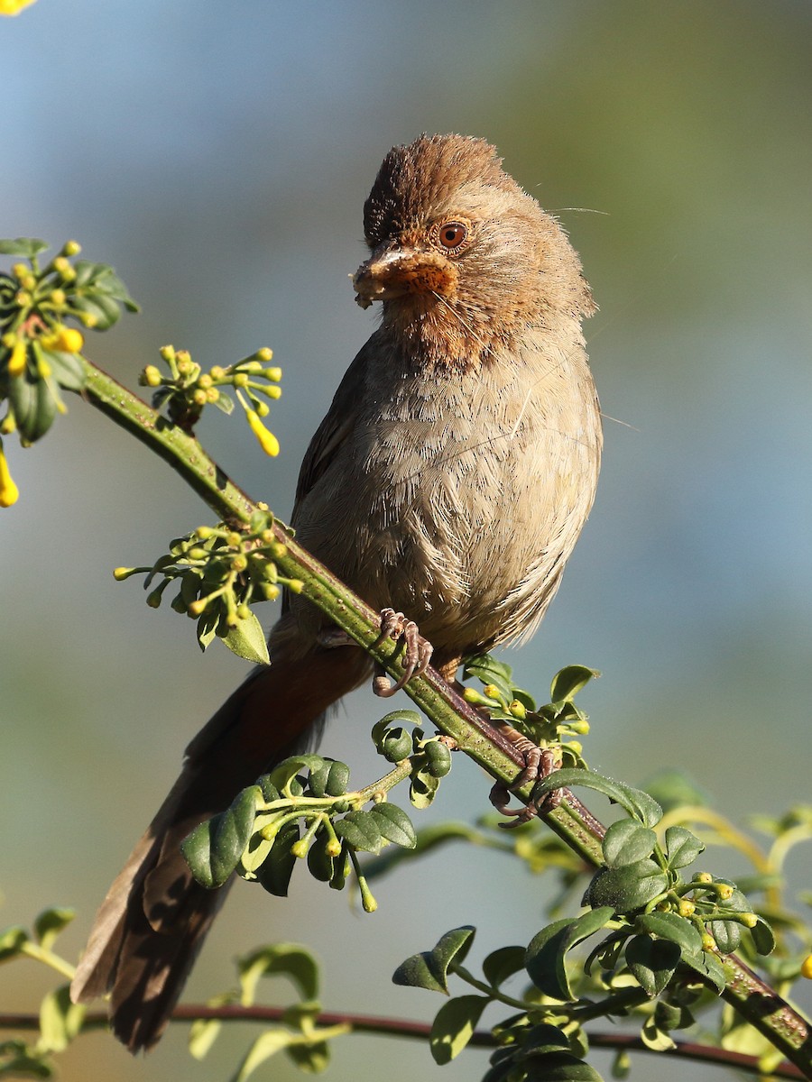 California Towhee - ML620709901